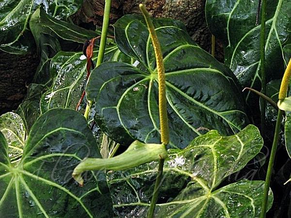 White-Veined Anthurium